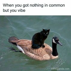 a black cat sitting on top of a goose in the water with caption that reads, when y'all got nothing in common but you vibe