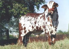 a brown and white cow standing on top of a grass covered field