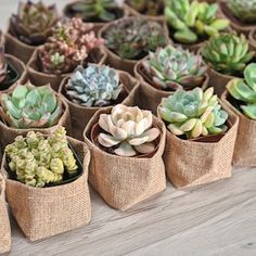 there are many small succulents in burlock bags on the table