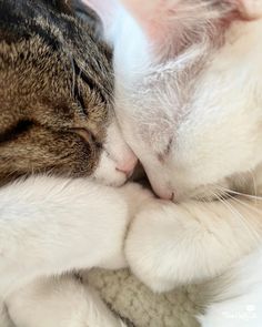 a close up of a cat snuggling with another cat