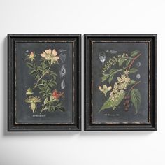 two framed floral prints on a wall