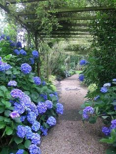 blue hydrangeas line the walkway in this garden