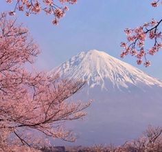 Japanese Landscape Photography, Japanese Landscape, Cherry Blossoms, Cherry Blossom, Landscape Photography, Blossom, Cherry, Trees, Google Search