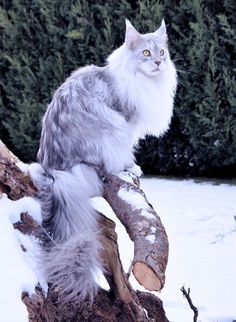 a cat sitting on top of a tree branch in the snow