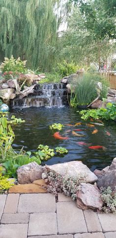 a small pond with rocks and water lilies