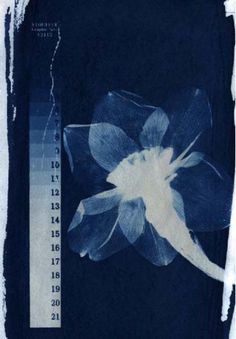 a blue and white flower with numbers on it's back side in front of a black background