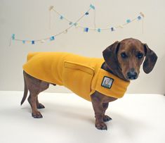 a brown dog wearing a yellow coat on top of a white table