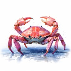 a crab is standing in the water