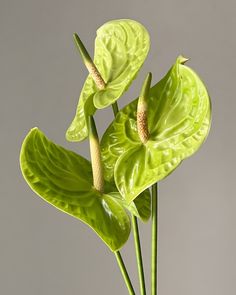 a green plant with large leaves in a white vase on a gray background, it appears to be wilting