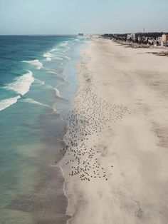 an aerial view of a beach with many birds on the sand and in the water