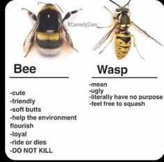 two bees are shown with the words bee and wasp