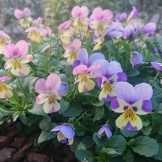 purple and yellow pansies are growing in the garden