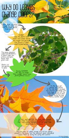 an info sheet describing the different types of leaves