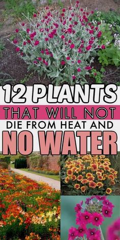 flowers and plants with the words 12 plants that will not die from heat and no water