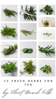 twelve fresh herbs for tea by happy basil fizze on the cover of their cookbook