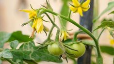 green tomatoes growing on a plant with yellow flowers