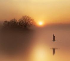 the bird is flying in the foggy sky over the water at sunset or dawn