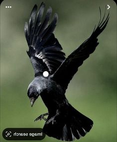 a black bird flying through the air with it's wings spread out and its head turned