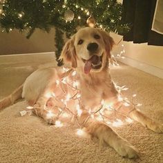 a dog is laying on the floor with christmas lights