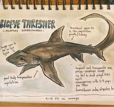 a drawing of a shark with information on it