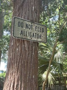 a do not feed alligator sign attached to a tree