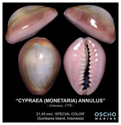 three seashells are shown in different colors and sizes, with the caption'cytrea monteria annulus '