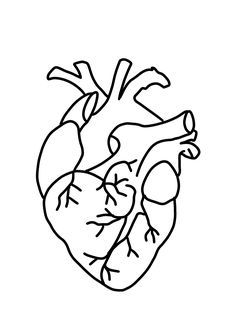 a black and white drawing of a human heart