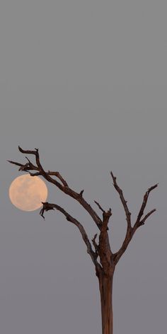 the full moon is setting behind a dead tree