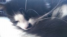 a black and white cat laying on top of a window sill with its eyes closed