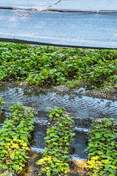 several rows of green plants growing in the rain