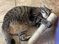 a cat that is laying down on the floor with its head on a stuffed animal