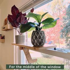 two potted plants sitting on top of a window sill next to each other