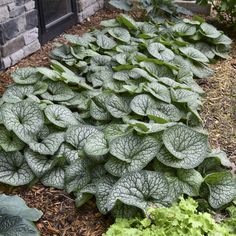 some very pretty green plants in a garden