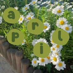 some daisies are growing behind a fence with the letter j in green and surrounded by smaller daisies