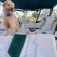 a dog is sitting on the back of a boat with its tongue out and it's mouth open