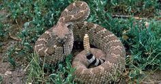 a snake curled up in the grass with its mouth open and tongue out to bite another snake's tail