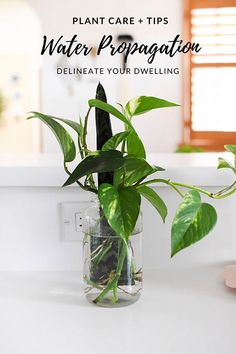 a potted plant sitting on top of a counter