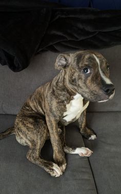 a brown and white dog sitting on top of a couch