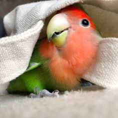 a small green and orange bird hiding under a white blanket with its head peeking out