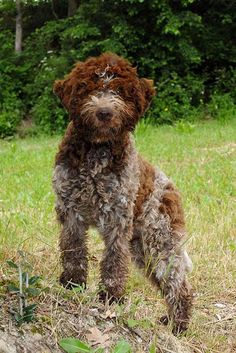 a brown dog standing on top of a grass covered field next to a lush green forest