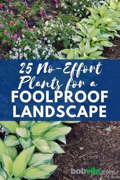 some plants that are growing in the ground with text overlay reading 25 no - effort plants for a foolproof landscape