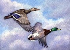 two ducks are flying through the clouds in the day time, one is green and the other is brown