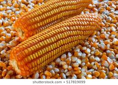 corn on the cob with kernels still attached to it, ready for consumption