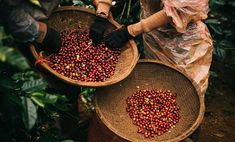 two baskets full of coffee beans in the forest