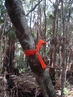 an orange ribbon tied to a tree in the woods