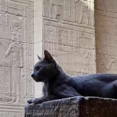 a black cat sitting on top of a stone wall next to an egyptian steet