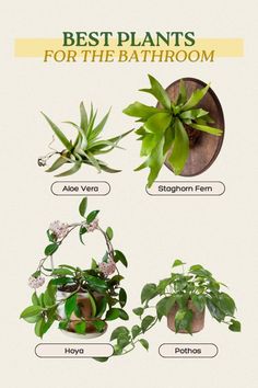 the best plants for the bathroom