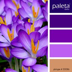 purple and yellow flowers with the words paleta above them in white lettering on a dark background