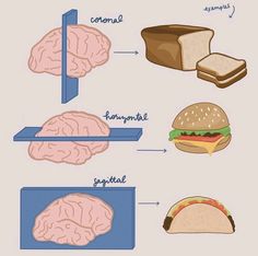 an image of different foods that are in the shape of human braines and breads