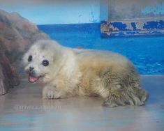 a small white dog laying on the ground in front of some rocks and blue water